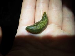 Vaginulus taunaisii