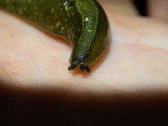 Vaginulus taunaisii