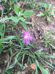Centaurea jacea