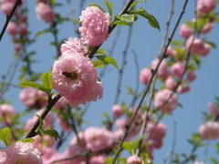 Prunus triloba
