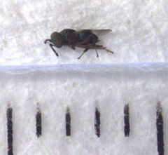 Adelencyrtoides