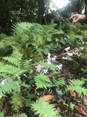 Hylodesmum nudiflorum