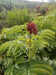 Melianthus