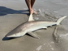 Carcharhinus acronotus