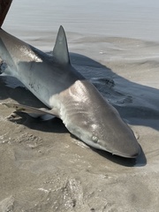 Carcharhinus acronotus