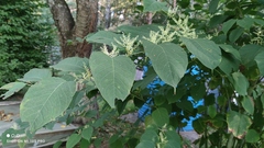 Reynoutria × bohemica