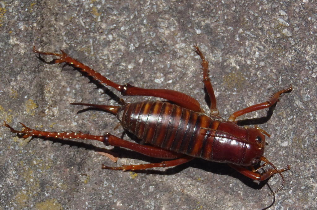 Mountain Queenking Cricket