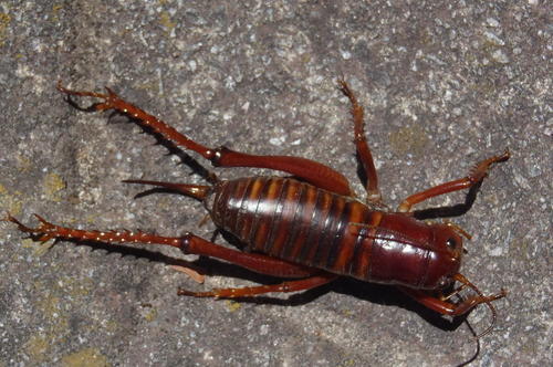 Borborothis