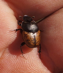 Onthophagus gibbulus