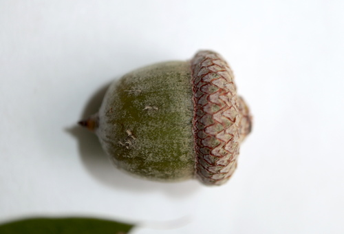 Quercus × heterophylla, photograph 5