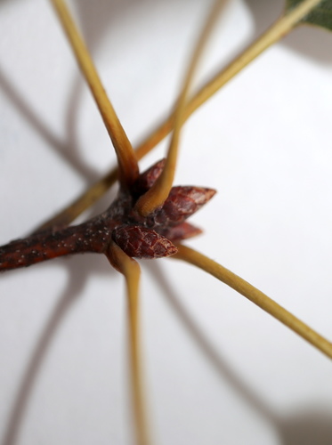 Quercus × heterophylla, photograph 4