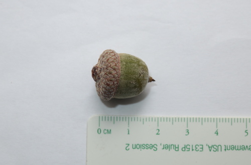 Quercus × heterophylla, photograph 6