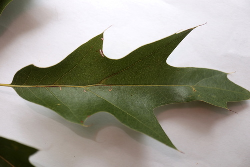 Quercus × heterophylla, photograph 1