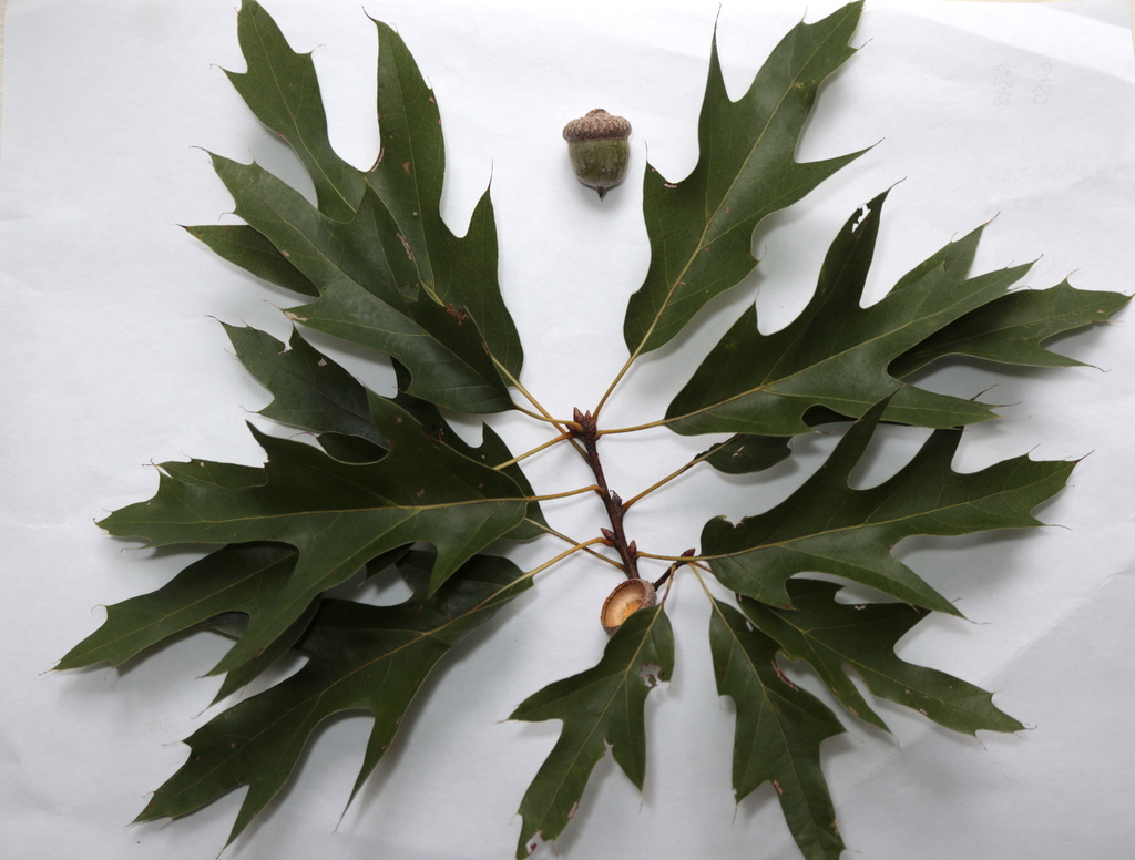 Quercus × heterophylla; photograph (c) Jeff Clark, some rights reserved (CC BY)