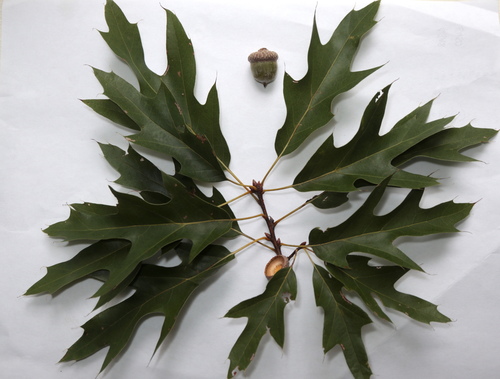 Quercus heterophylla