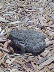 Anaxyrus woodhousii