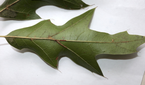Quercus × heterophylla, photograph 2