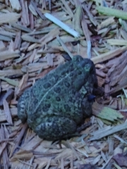 Anaxyrus woodhousii