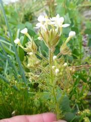 Polycarena lilacina lilacina