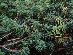 Tsuga diversifolia