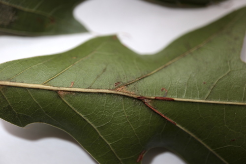 Quercus × heterophylla, photograph 3