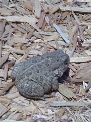Anaxyrus woodhousii