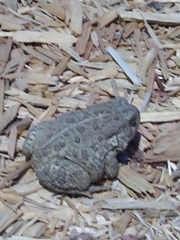 Anaxyrus woodhousii