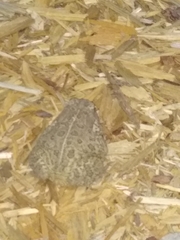 Anaxyrus woodhousii