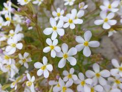 Polycarena lilacina lilacina