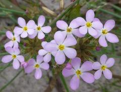 Polycarena lilacina lilacina