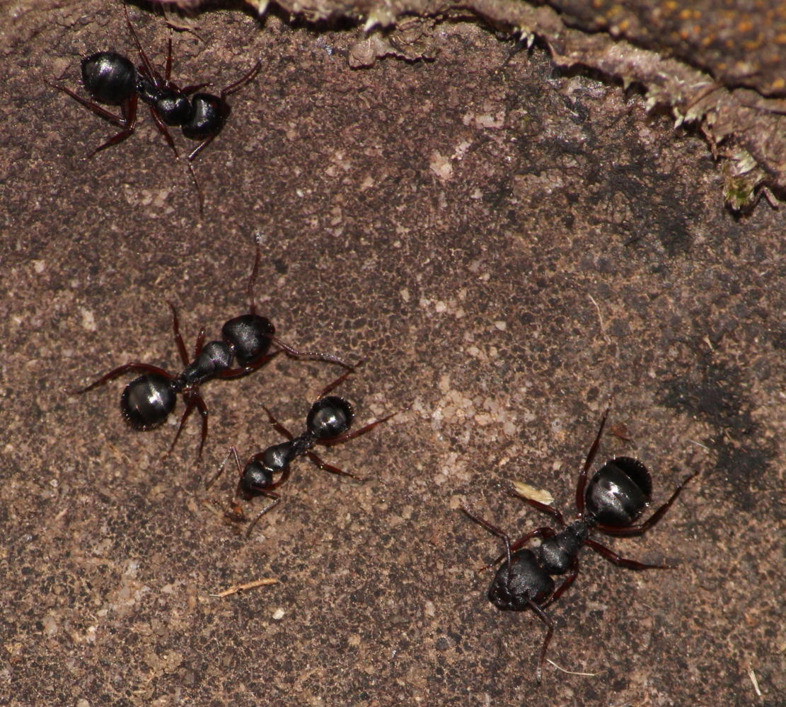 Camponotus scalaris