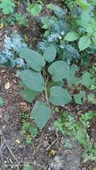 Reynoutria × bohemica