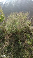 Ambrosia artemisiifolia