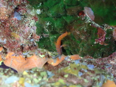 Microlipophrys nigriceps