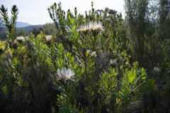Protea lanceolata