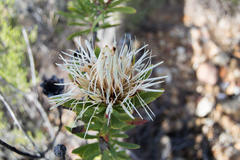 Protea lanceolata