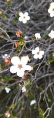 Adenandra obtusata
