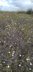 Adenandra obtusata