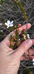 Adenandra obtusata
