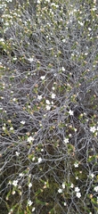 Adenandra obtusata
