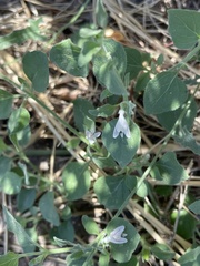 Carlowrightia texana