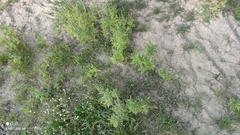 Ambrosia artemisiifolia
