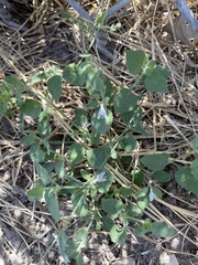 Carlowrightia texana