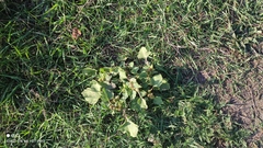 Xanthium orientale