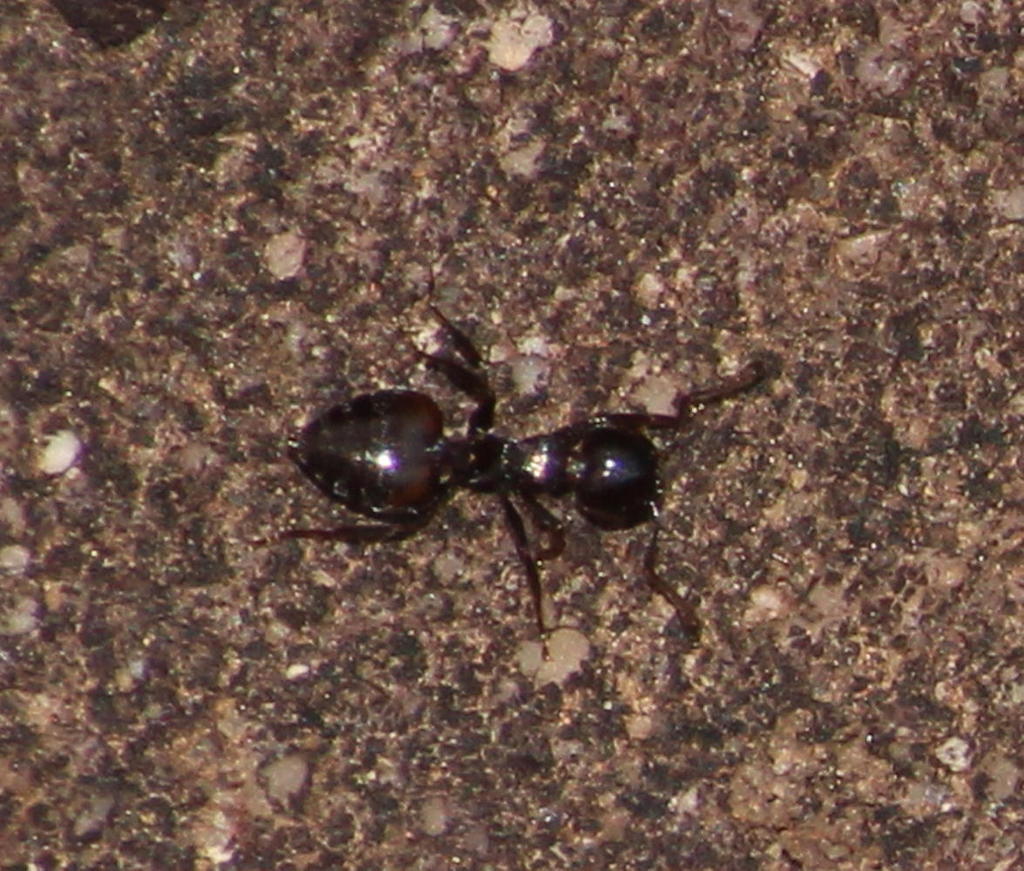 Mountain Cocktail Ant