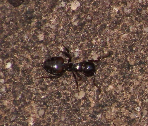 Crematogaster monticolaCrematogaster monticola
