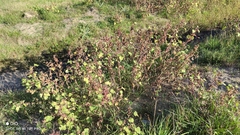Xanthium orientale