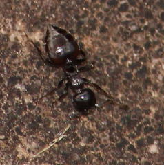Crematogaster monticola