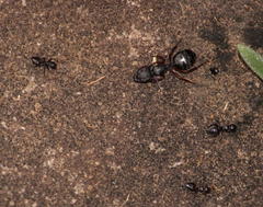 Crematogaster monticola