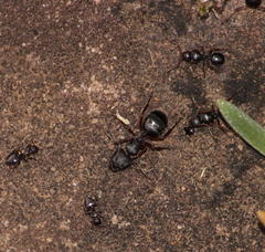 Crematogaster monticola